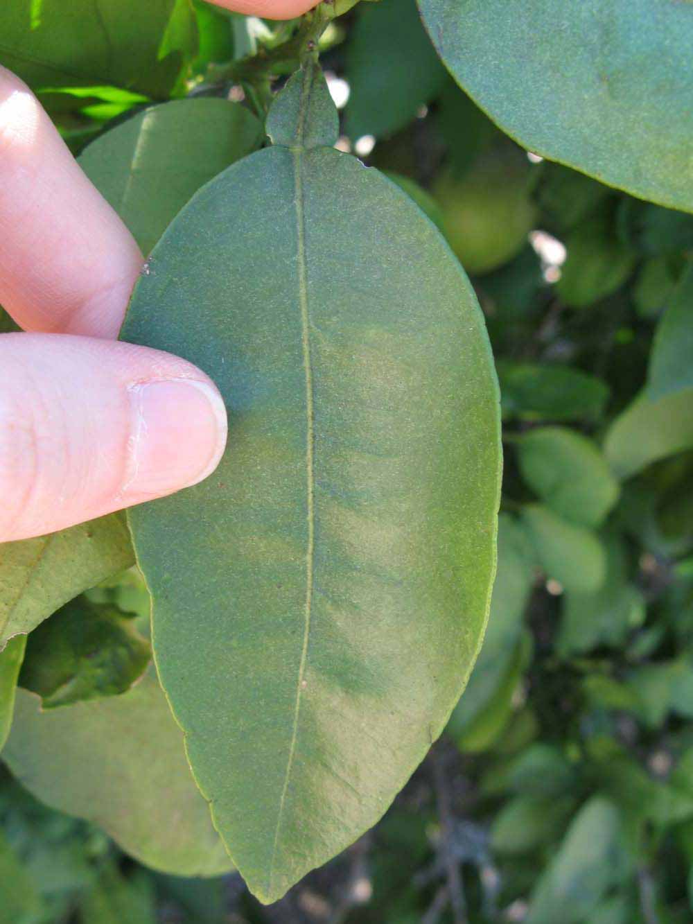              Unifoliolate leaf (Winter Haven, FL)       